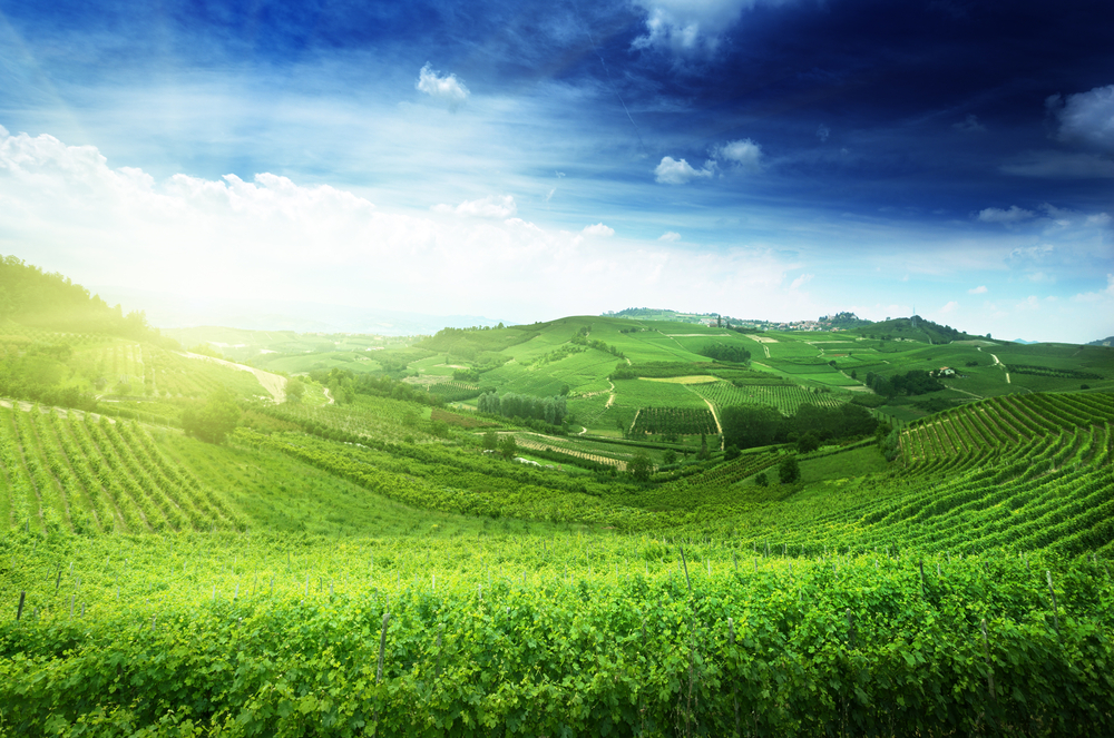 vineyards in Piedmont, Italy